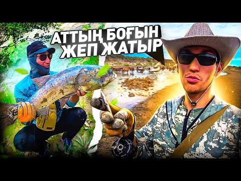 Видео: БАЛЫҚТАР АТТЫҢ ТЕЗЕГІН ЖЕП ЖҮР!!! рогаткамен балық аулау