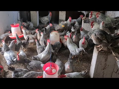 Видео: Канібалізм у курей. Що треба для його уникнення?
