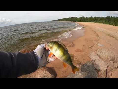 Видео: Рыбалка на Финском заливе. Зеленогорск. Серфкастинг и ловля окуня. #fishing #nature #travel