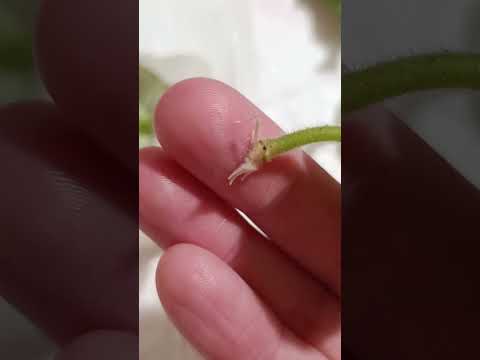Видео: Укоренение фиалки удобным способом