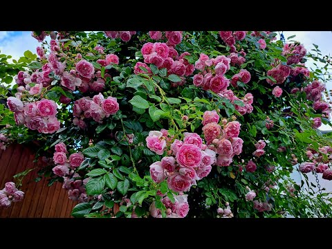 Видео: Жасмина - жемчужина моего сада!