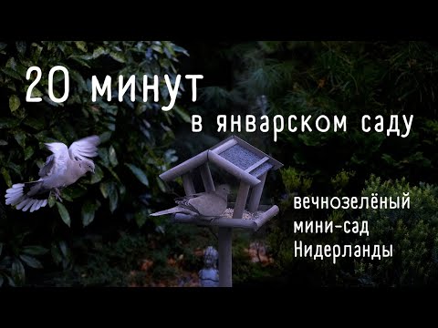 Видео: Мой вечнозелёный январский  мини-сад. Растения. Прикорм Птиц. Сад. Декор. Кустарники