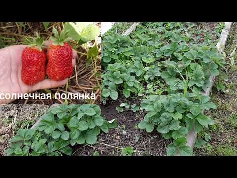 Видео: Земляника садовая крупноплодная (клубника)...что оставила, почему, старые сорта, новые...