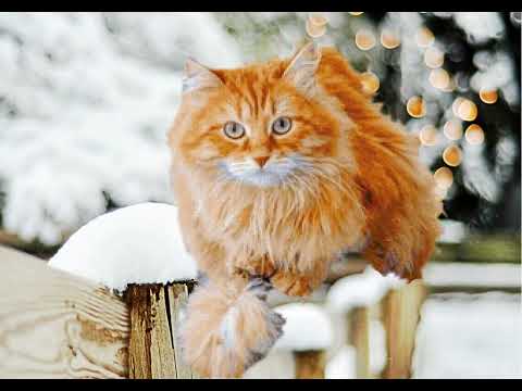 Видео: Байки 130-го квартала. Кот когда нужно