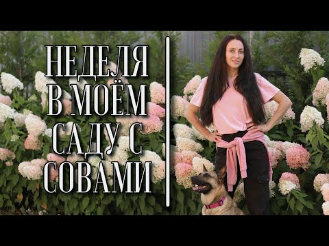 Видео: Одна неделя из жизни моего сада.