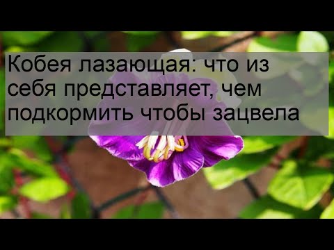 Видео: Кобея лазающая: что из себя представляет, чем подкормить чтобы зацвела