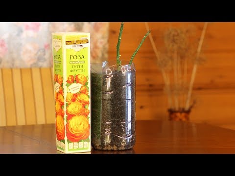 Видео: Как сажать розы из коробки  Заглублять прививку или нет