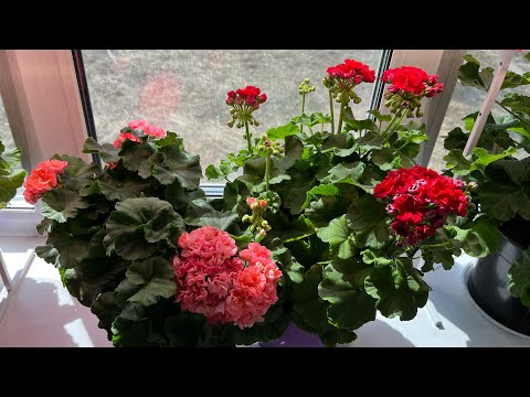 Видео: Небольшой обзор цветущих пеларгоний, черенки на продажу