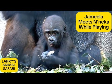 Видео: Малыш Горилла - Джамила с Кундой и Н'некой?   #clevelandmetroparkszoo