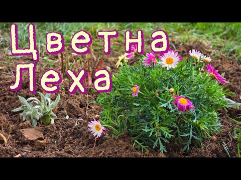 Видео: Рестарт на стара цветна леха. Прекопаване, оплевяване и засаждане на нови цветя 🌼💪🌸
