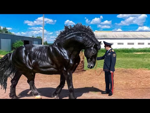 Видео: ҚАЗАҚ ЖЫЛҚЫСЫН КӨРГЕН ШЕТЕЛДІКТЕР ШОК БОЛДЫ | Әлемдегі ең мықты 10 жылқы