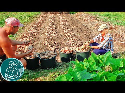 Видео: 🏆 Килограмм картошки за Минуту труда 🥔 Выращивание картофеля по технологии Гордеевых