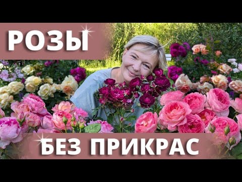 Видео: ЦВЕТЕНИЕ РОЗ В ПИКЕ. Сад без лоска. Продолжение.16 июля 2024 г.