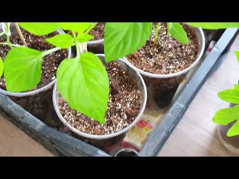 Видео: Слабая рассада? Исправим быстро. Метод "3 × 5" и Мощная рассада у Вас!