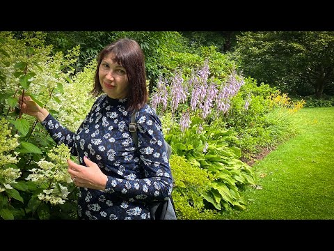 Видео: Vlog 148 -  Любимый сад в августе и о чём говорят cадовники после работы