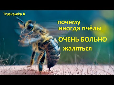 Видео: #Пчёлы. Бывает период, когда на #пасеке пчёлы очень больно жалят. Что это значит и как исправить.