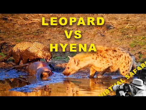 Видео: Леопард вытащил импалу из водопоя + стервятники ограбили четырёх гепардов | Виртуальное сафари №291