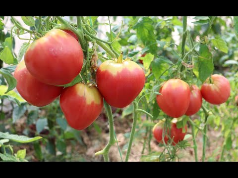 Видео: Второй урожай - начало августа.