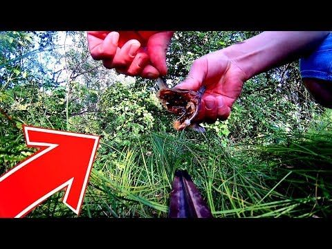 Видео: ТАК ВОТ ЧТО ЛЮБЯТ РАКИ! Реакция рыбы(окунь, бычок)! Подводная съемка