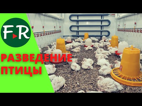 Видео: Суперсовременный птичник для содержания бройлера! Куры, гуси, утки на семейной ферме Илоранта.