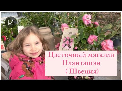 Видео: Цветочный магазин Планташэн ( Швеция)