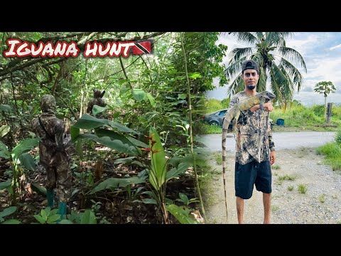 Видео: Охота на зеленых игуан в Тринидаде🇹🇹💯❗️ (поймай и очисти)