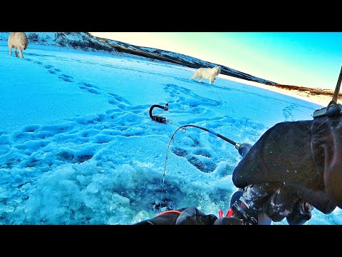 Видео: ТУТ ТОННЫ РЫБЫ НА ПЕРВЫЙ ЛЕД!! ВОЛКИ В ЛАГЕРЕ!! ЗИМНЯЯ РЫБАЛКА 2025!! 