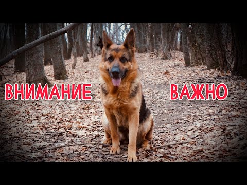 Видео: АЛИСКА ТЕЧКА УЗИ ВЯЗКА ЩЕНКИ