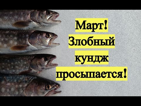 Видео: Март! Злобный кундж просыпается!