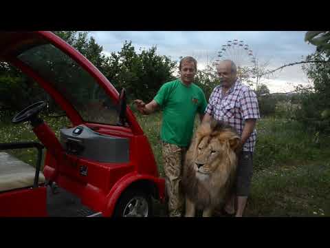 Видео: К львице ГЕРДЕ прицепился клещ ! Марсель топчет землянику !!!