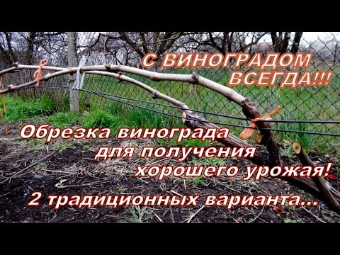 Видео: Обрезка виноградного куста! Два варианта обрезки для получения хорошего урожая!