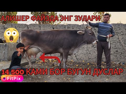 Видео: АЛИШЕР ФАЙЗ БУГУН ХАМ АРЗОН МОЛАРДИ ОЛИБ КЕЛДИ ХАЛК УЧУН ДУСЛАР 