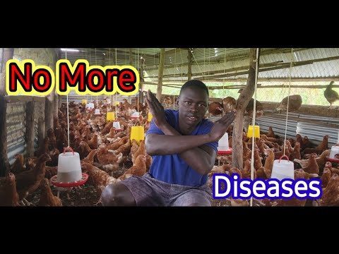 Видео: КАК ПРЕДОТВРАТИТЬ РАСПРОСТРАНЕНИЕ БОЛЕЗНЕЙ НА НАШИХ ПТИЦЕФЕРМАХ