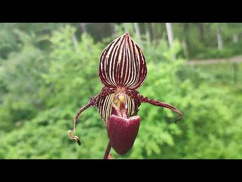 Видео: Paphiopedilum rotschildianum - кривенькое цветение, моя ошибка  в уходе.