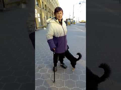 Видео: Вечерний променад семейства наедушников-собаководов