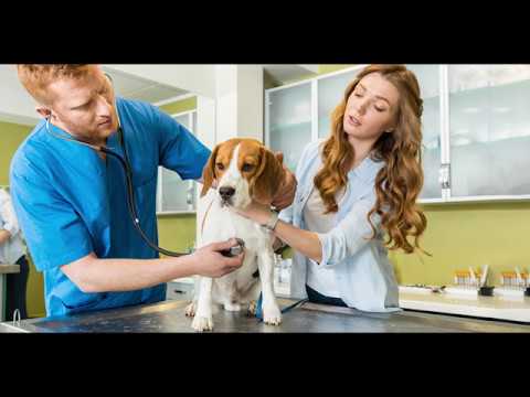 Видео: Минусы кастрации сук.