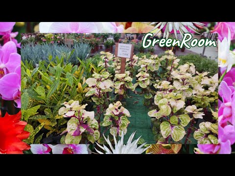 Видео: "Зеленый рай: Путешествие по садовому центру" Orquídeas Las Mesas, на Гран-Канарии.