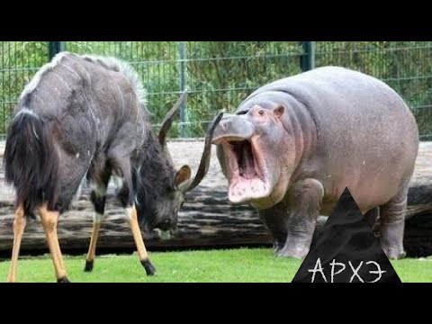 Видео: Борис Жуков: "Бихевиоризм и этология"