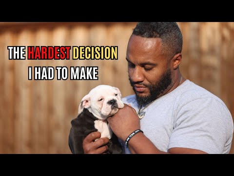 Видео: Почему я сказал, что НИКОГДА не заведу бульдога!