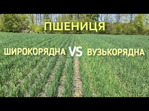 Видео: Порівняння вузькорядного та широкорядного посіву пшениці