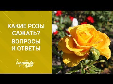 Видео: Какие розы сажать? Вопросы и ответы