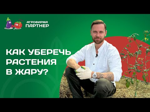 Видео: ЗАДЕЛ ДЛЯ БОГАТОГО УРОЖАЯ: КАК УБЕРЕЧЬ РАСТЕНИЯ ОТ ЖАРЫ И ЗАЩИТИТЬ ОТ БОЛЕЗНЕЙ