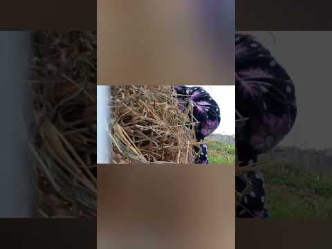 Видео: Так хорошо посидели. Ну а работу ни кто не отменял. 🐰🐐🌞