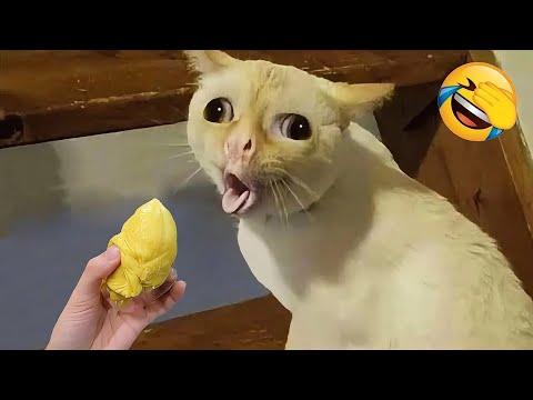 Видео: Озорные животные рассмешат вас до слёз 😂