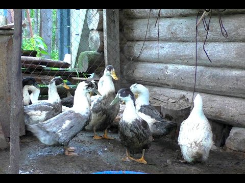 Видео: УТКИ ГОЛУБОЙ ФАВОРИТ, СОДЕРЖАНИЕ, ЦИФРЫ, НАШ ОПЫТ.