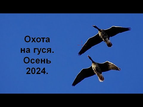 Видео: Охота на гуся осенью 2024. Только налеты и выстрелы на камеру ScopeCam2 4K (аналог ShotKam). #3.