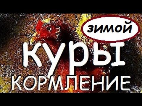 Видео: Как и чем кормлю кур несушек зимой чтобы неслись