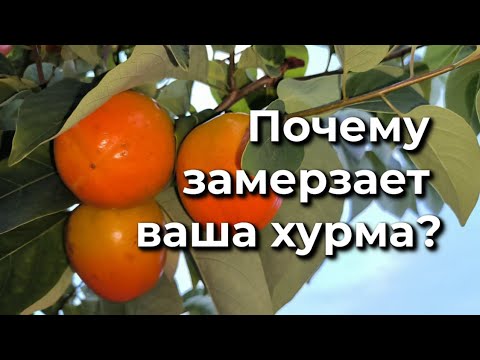 Видео: Почему вымерзает ваша хурма?