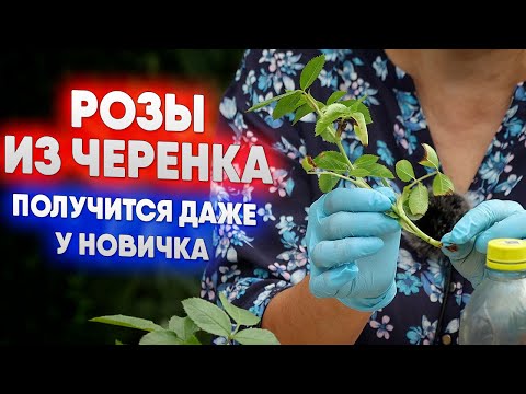 Видео: Розы из черенка  -  получится даже у новичка