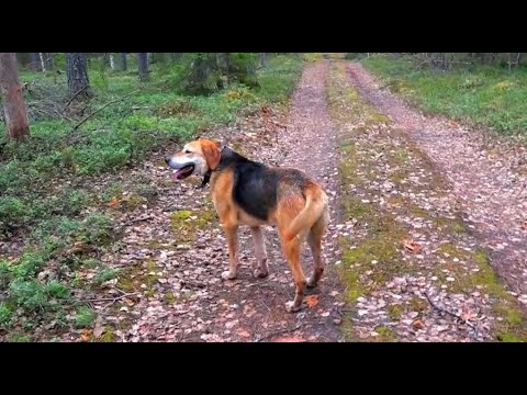 Видео: КРУПНЫЙ ЗАЯЦ . Русская гончая Аргон вл. Шатров В.А.